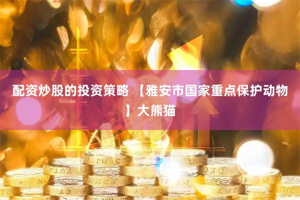 配资炒股的投资策略 【雅安市国家重点保护动物】大熊猫
